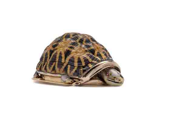 Turtle